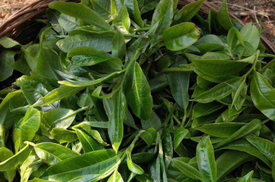 最耐泡的茶葉排名，什么茶葉經(jīng)久耐泡？