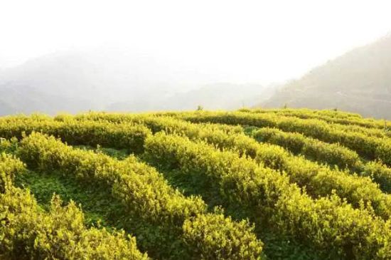 黃金茶的功效及禁忌癥，黃金茶有什么副作用嗎？