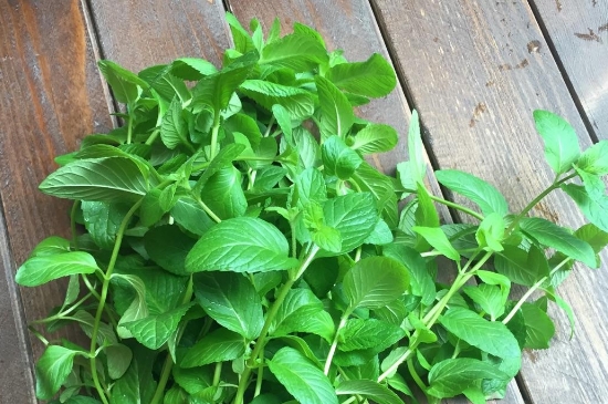 薄荷茶的功效與作用，喝薄荷茶有什么好處？