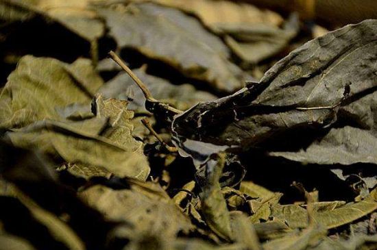 鷓鴣茶什么人不適合喝，鷓鴣茶的禁忌人群