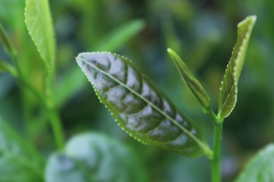 綠茶第一泡要倒掉嗎，為什么綠茶第一泡不喝？