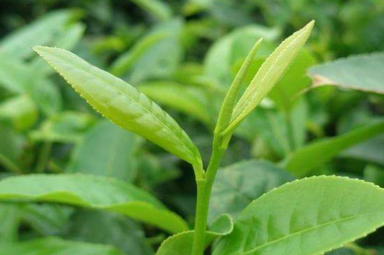 最耐泡的茶葉排名，什么茶葉經(jīng)久耐泡？
