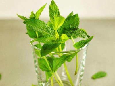 喝茶治口臭嗎，什么茶治口臭好？