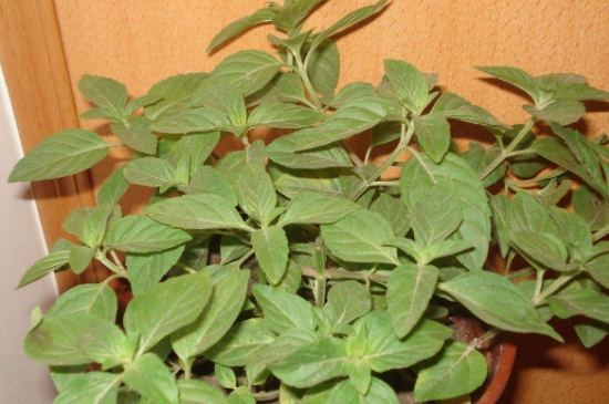 薄荷茶的功效與作用，喝薄荷茶有什么好處？