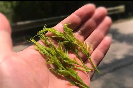 張家界茅巖莓茶與藤茶是同一種茶嗎，藤茶跟莓茶一不一樣？