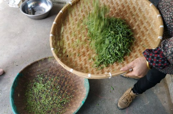 炒青茶為什么便宜，炒青綠茶好喝嗎？