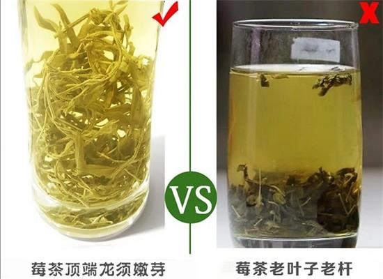 張家界茅巖莓茶與藤茶是同一種茶嗎，藤茶跟莓茶一不一樣？