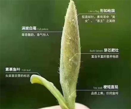 春茶季怎么辨別白毫銀針的好壞，好的白毫銀針如何選購(gòu)？