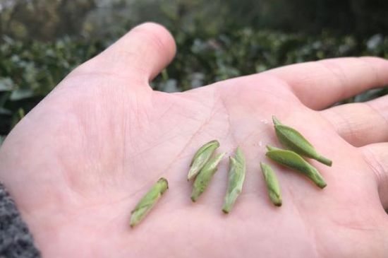 春茶季怎么辨別白毫銀針的好壞，好的白毫銀針如何選購(gòu)？