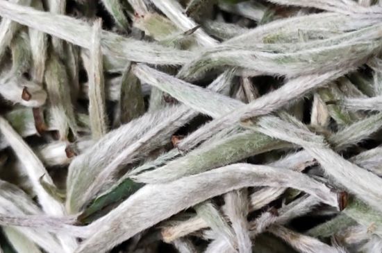 春茶上市白茶的好壞怎么區(qū)分，春白茶怎么分辨好不好？