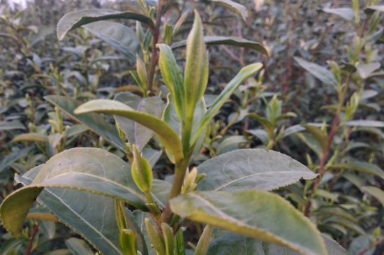 家庭如何保存碧螺春茶葉，蘇州洞庭碧螺春綠茶怎么保存？