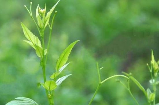 茅巖莓茶別名是什么，莓茶別名叫藤茶嗎？