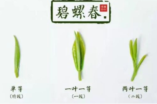 真假碧螺春泡水后區(qū)別，蘇州洞庭碧螺春怎樣鑒別好壞？