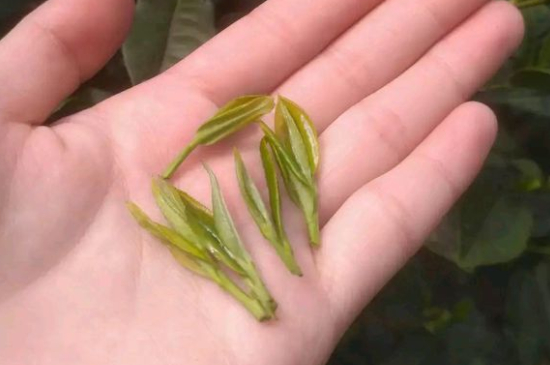 炒青茶為什么便宜，炒青綠茶好喝嗎？