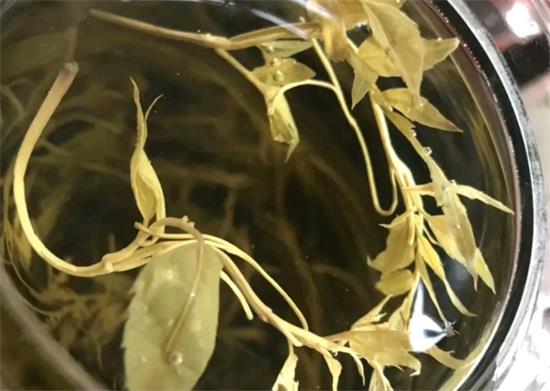 張家界茅巖莓茶與藤茶是同一種茶嗎，藤茶跟莓茶一不一樣？
