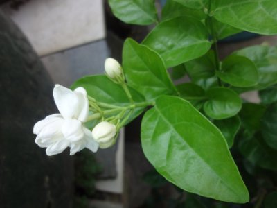 茉莉和什么一起泡最好，茉莉茶有幾種搭配？