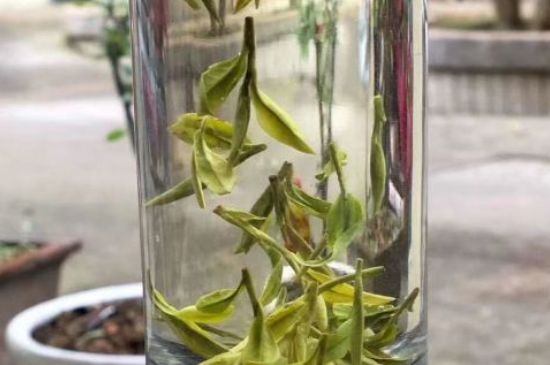 蒸汽煮茶器適合什么茶，蒸汽煮茶器適合用綠茶嗎？