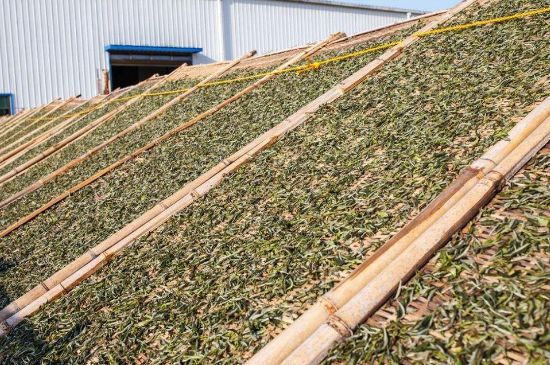 武夷巖茶的初制、精制加工工藝詳細講解