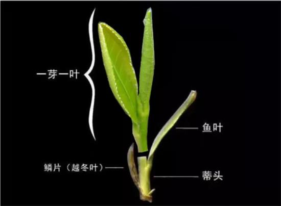 摘茶葉最快的方法，采摘茶葉怎么才能快？