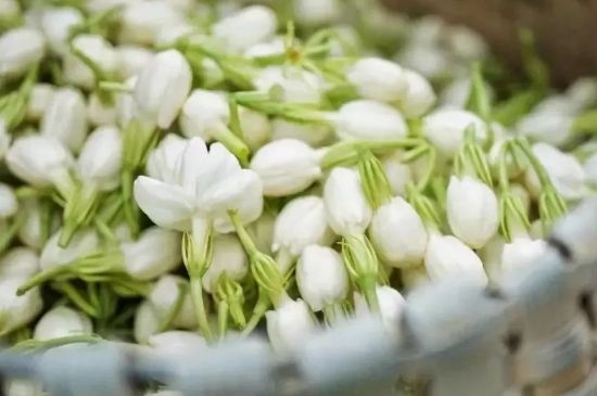 十大排毒養(yǎng)顏花茶，喝什么花茶排毒養(yǎng)顏