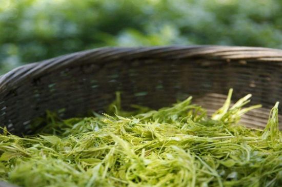 茅巖莓茶加工工藝，莓茶的工藝制作過程