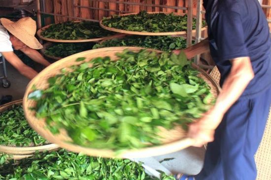 武夷巖茶的初制、精制加工工藝詳細講解