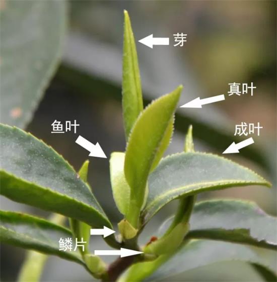 摘茶葉最快的方法，采摘茶葉怎么才能快？