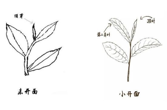 武夷巖茶的初制、精制加工工藝詳細講解