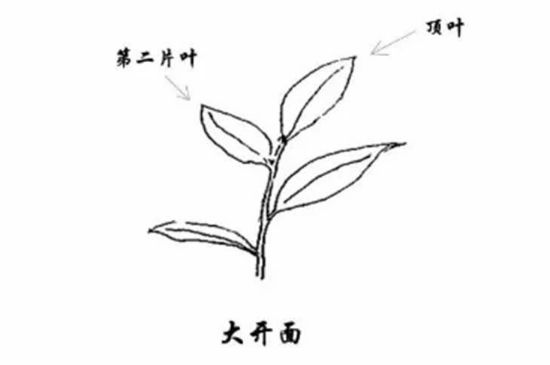 武夷巖茶的初制、精制加工工藝詳細講解