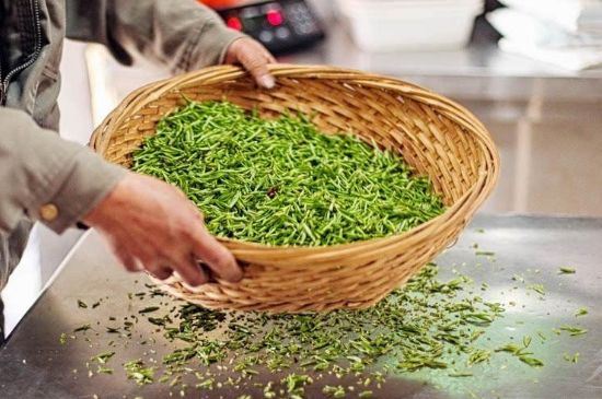 武夷巖茶的初制、精制加工工藝詳細講解