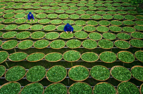 綠茶加工工藝流程圖，綠茶的加工制作包含哪幾個(gè)步驟？