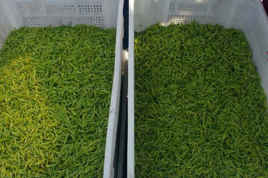 什么茶葉適合用蒸茶器，什么茶可以蒸