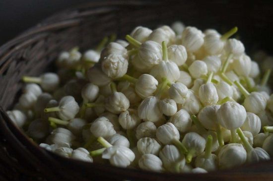 茉莉花茶與什么相克，茉莉花搭配禁忌