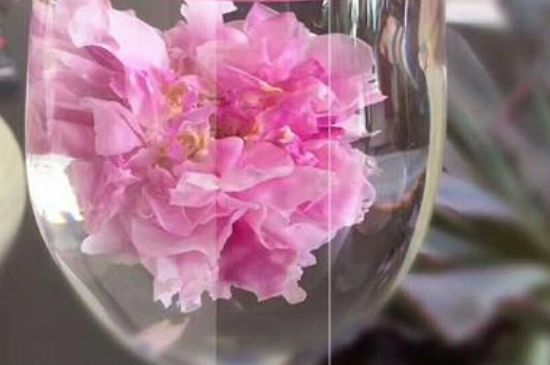 干玫瑰花泡水放幾顆，玫瑰花泡水一次放幾朵？