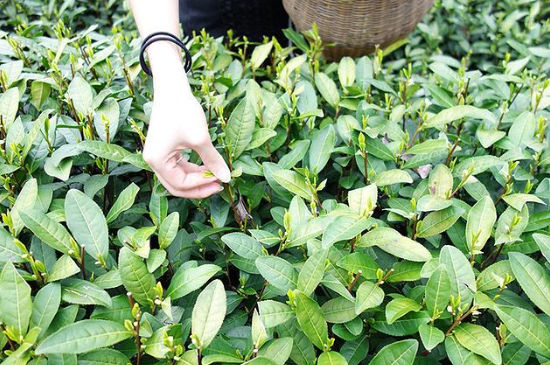 采茶的方法與步驟，如何正確采摘茶葉？