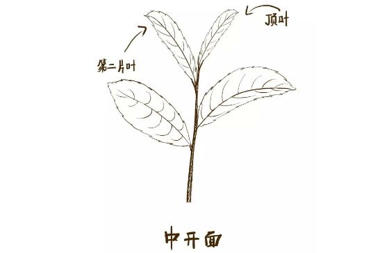 武夷巖茶的初制、精制加工工藝詳細講解