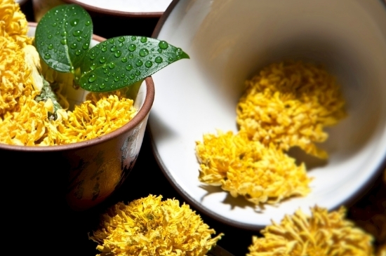 孕婦可以喝菊花茶嗎，菊花對胎兒有致畸作用？