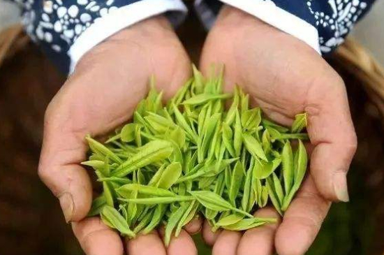 摘茶葉最快的方法，采摘茶葉怎么才能快？