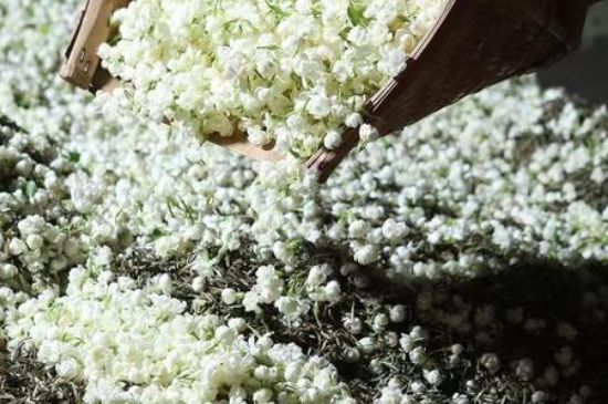 茉莉茶葉的功效與禁忌，什么人不適合喝茉莉花茶？