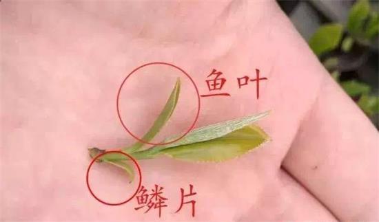 摘茶葉最快的方法，采摘茶葉怎么才能快？