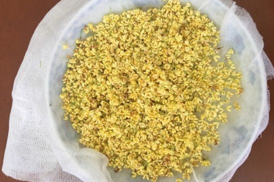干桂花茶的制作方法，怎樣自制桂花茶？