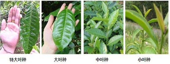 摘茶葉最快的方法，采摘茶葉怎么才能快？