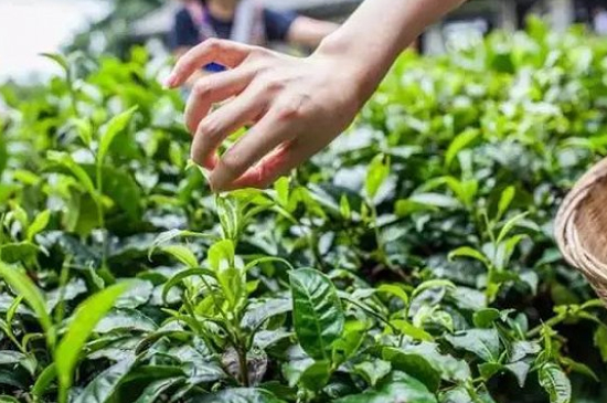 綠茶加工工藝流程圖，綠茶的加工制作包含哪幾個(gè)步驟？