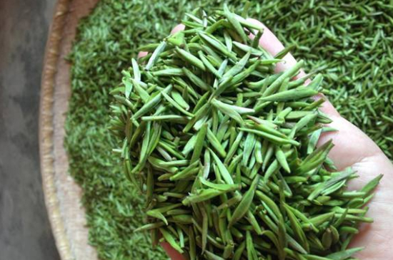 采茶的方法與步驟，如何正確采摘茶葉？