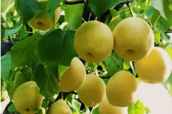 一把真正的本山綠泥壺最低多少錢，什么價格能買到本山綠泥紫砂壺？