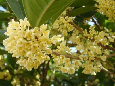 桂花泡茶禁忌，桂花泡水喝的9大禁忌