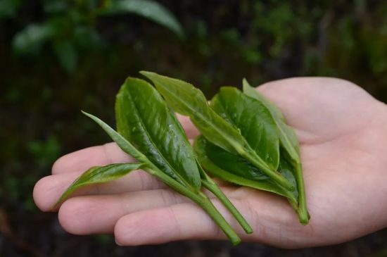 單樅茶什么季節(jié)最好喝，鳳凰單叢茶春茶好還是秋茶好？