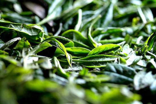 荒野銀針市場價多少，真正的荒野白毫銀針多少錢？