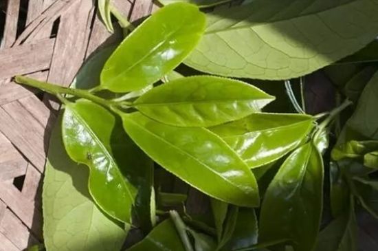 鴨屎香茶哪些人不能飲，什么人不能喝鴨屎香