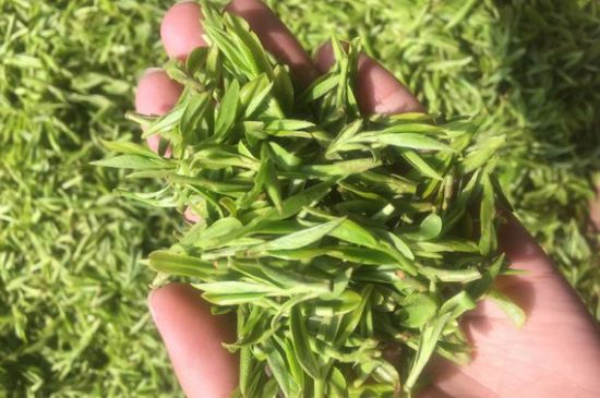 龍井好喝還是毛尖好喝，綠茶是龍井好還是毛尖好？